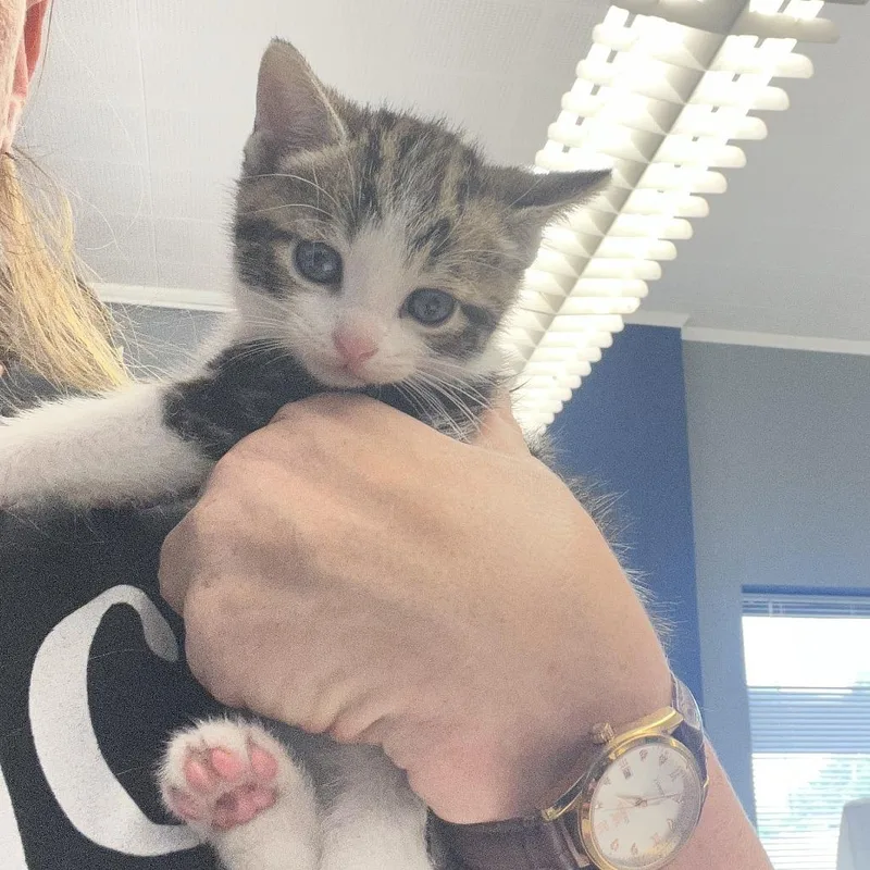 A baby small-sized male White Domestic Short Hair cat named Jack for adoption in Oak Hill, WV