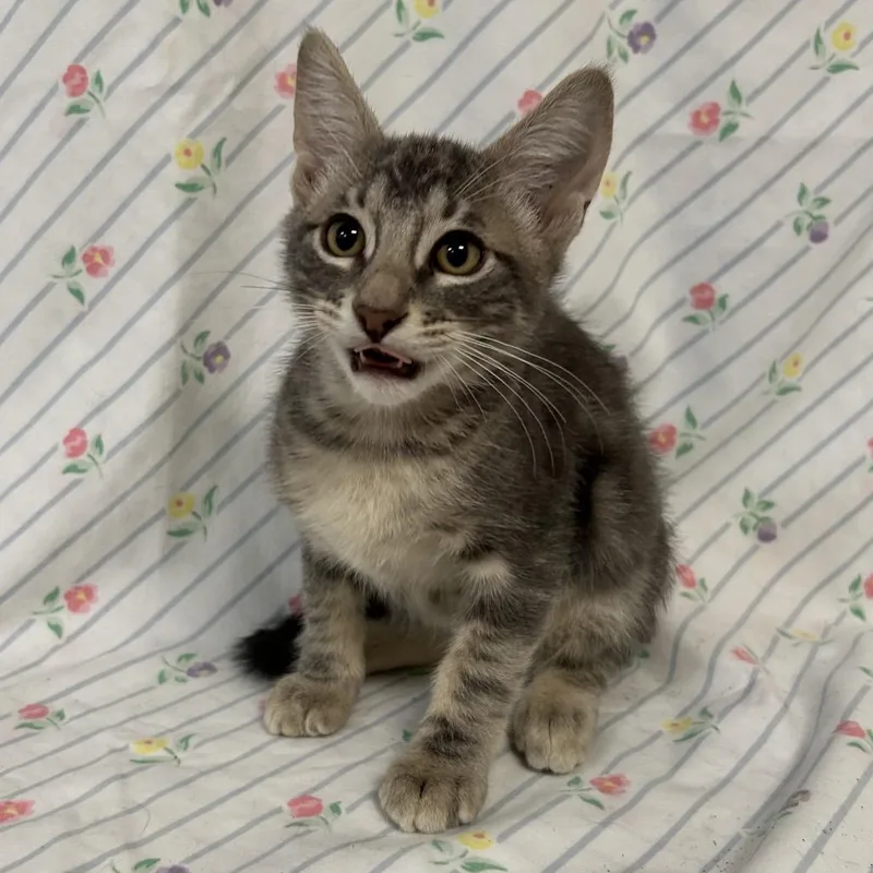 A baby small-sized male Domestic Short Hair cat named Dexter for adoption in Coos Bay, OR