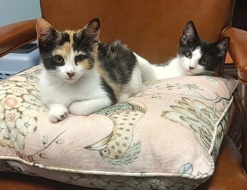 A young medium-sized female Calico Domestic Short Hair cat named Story for adoption in North Babylon, NY
