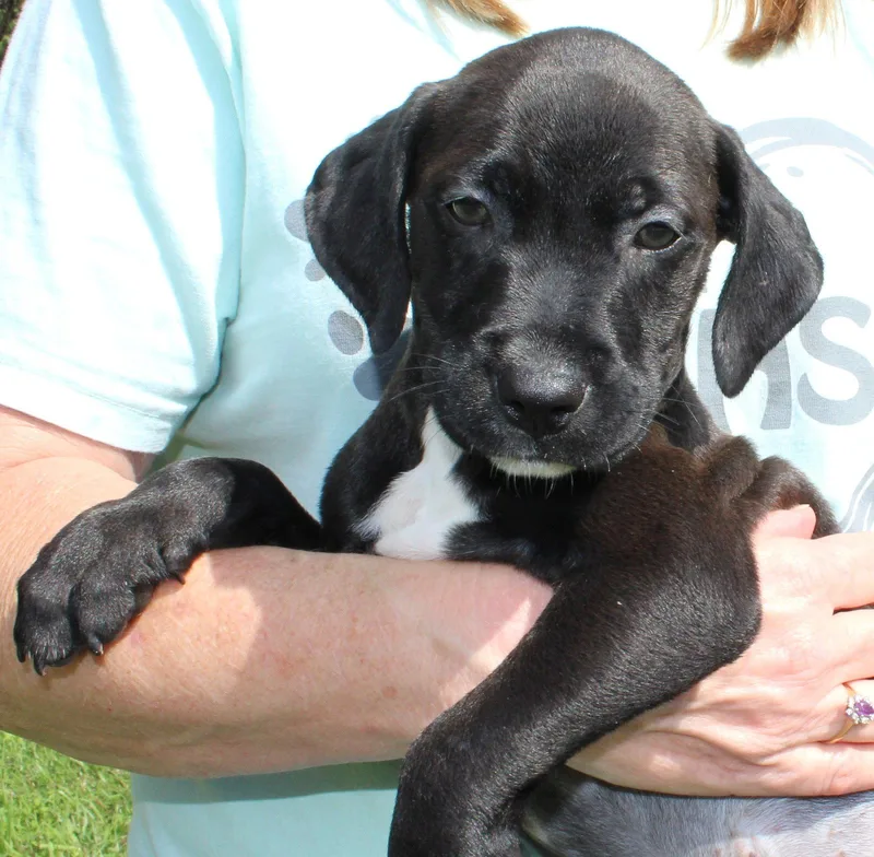 A baby medium-sized male Retriever dog named Black Jack for adoption in Prattville, AL