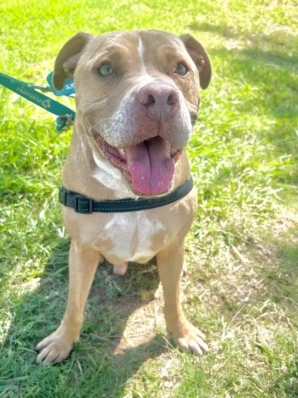 A senior large-sized male Pit Bull Terrier dog named Toast for adoption in Oceanside, CA
