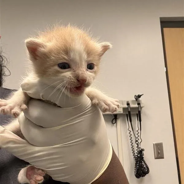 A baby small-sized male Domestic Short Hair cat named Shasan for adoption in Jacksonville, FL