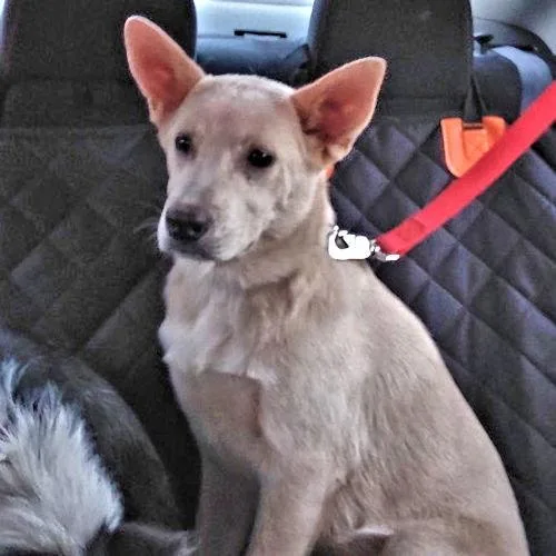 A young medium-sized female Carolina Dog dog named Elsa for adoption in Rutherfordton, NC