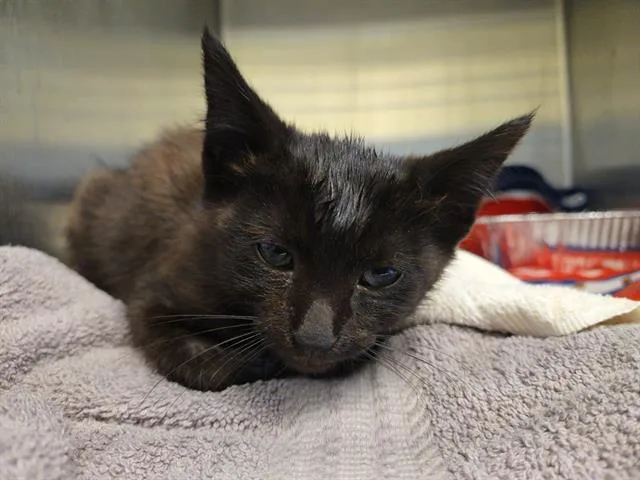 A baby small-sized male Domestic Short Hair cat named Paneer for adoption in Tustin, CA
