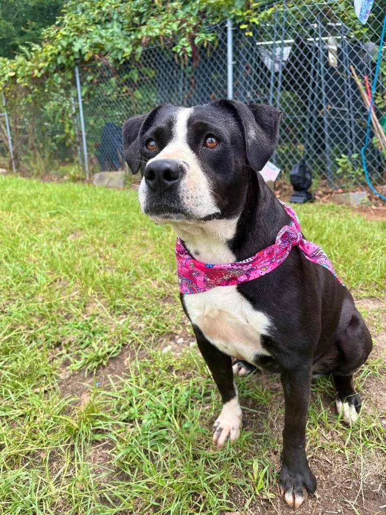A young medium-sized female Mixed Breed dog named Jelly bean for adoption in Winnsboro, SC