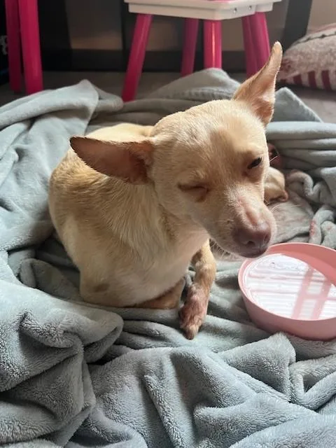 An adult small-sized female Chihuahua dog named Penelope for adoption in Miami, FL