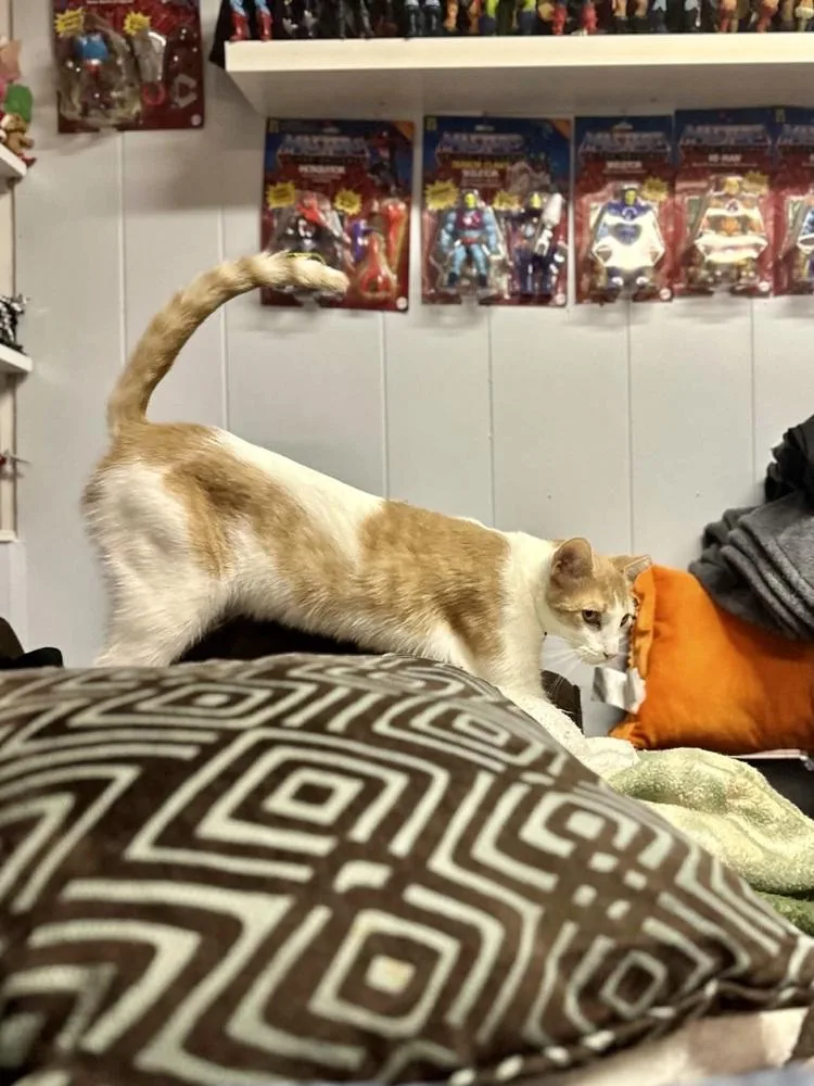 Tyson thumbnail 3