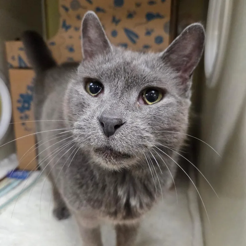 A senior medium-sized male Gray / Blue / Silver Domestic Short Hair cat named Stinky for adoption in West Olive, MI