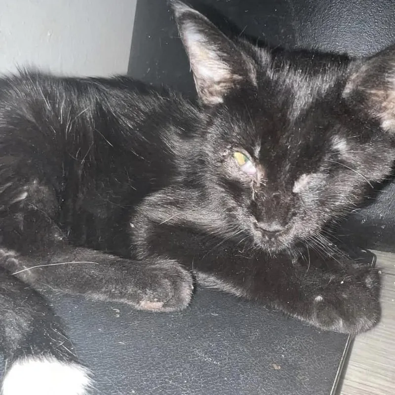 An adult small-sized male Black Domestic Short Hair cat named Nick Fury for adoption in Howard beach, NY