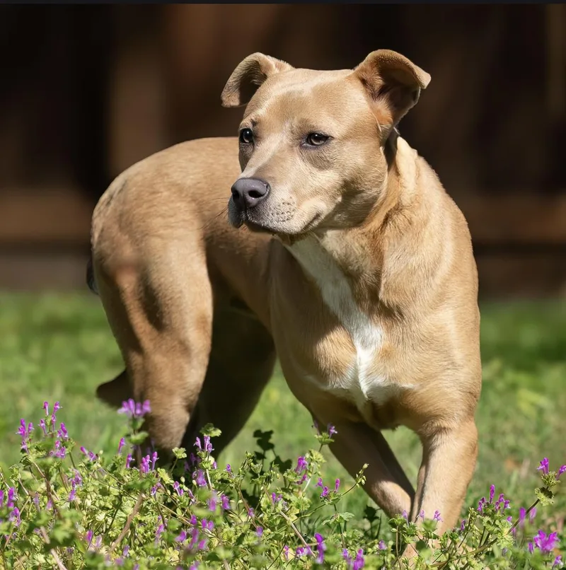 A young medium-sized female Brown / Chocolate American Staffordshire Terrier dog named Lagunitas for adoption in Tomball, TX