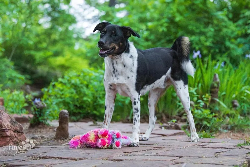 A baby medium-sized male Tricolor (Brown, Black, & White) Treeing Walker Coonhound dog named Sammy for adoption in Shawnee, OK