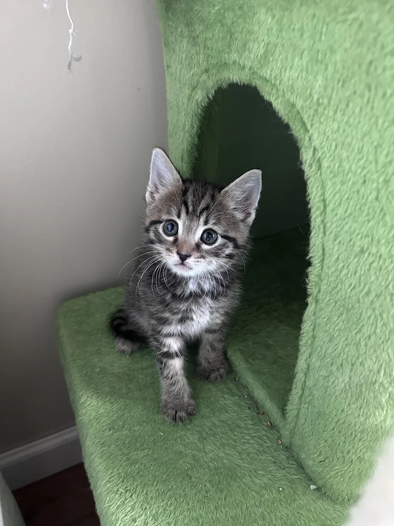 A baby small-sized male Domestic Short Hair cat named Buzz for adoption in BREINIGSVILLE, PA