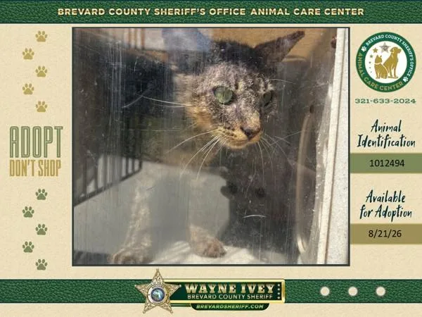 An adult small-sized female Domestic Short Hair cat named StarCrunch for adoption in Melbourne, FL