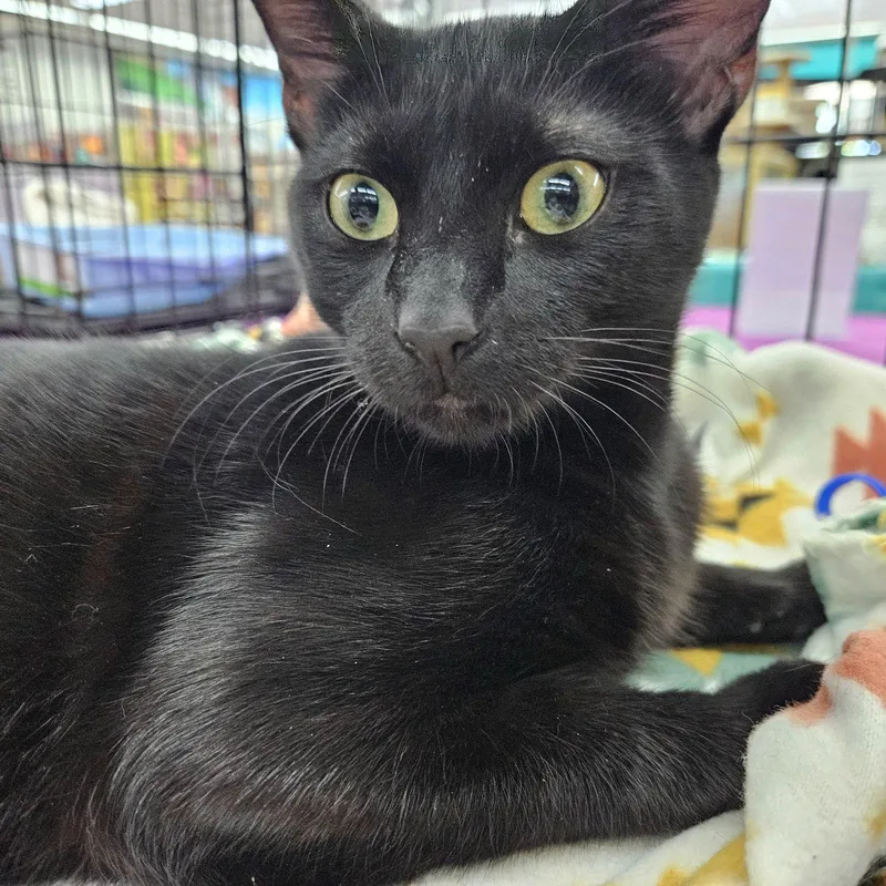 A young medium-sized male Black Domestic Short Hair cat named Valentino for adoption in Tampa, FL