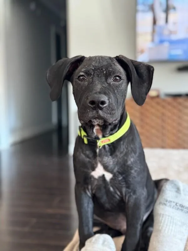 A baby medium-sized male Black Pit Bull Terrier dog named Archie Goofy Family Lab for adoption in Friendswood, TX