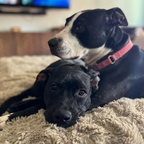 Archie Goofy Family Lab thumbnail 5