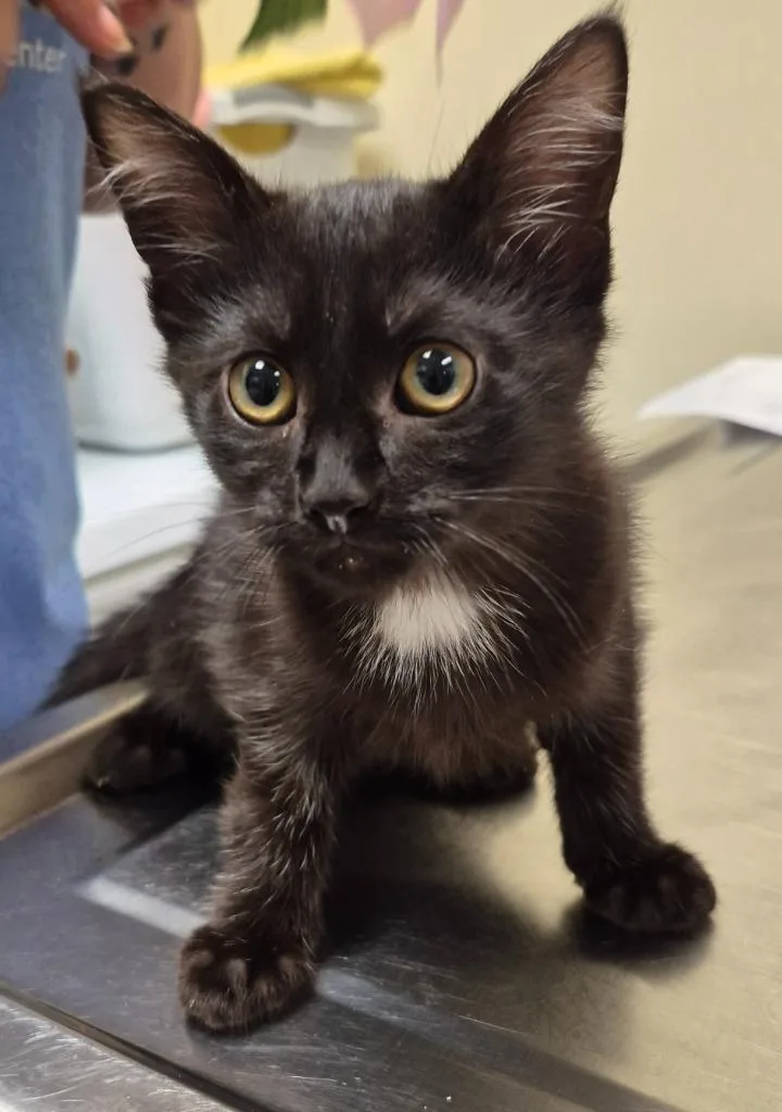 A baby medium-sized female Domestic Short Hair cat named Cream for adoption in Christiansburg, VA