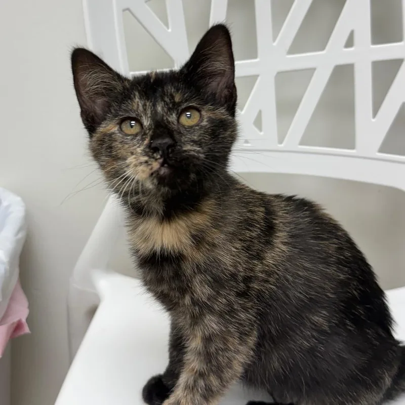 A baby small-sized female Domestic Short Hair cat named Hattie for adoption in Cumming, GA