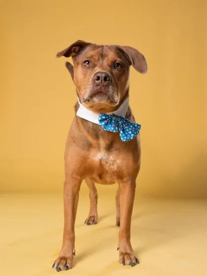 An adult large-sized male Pit Bull Terrier dog named Sunnish for adoption in Atlanta, GA