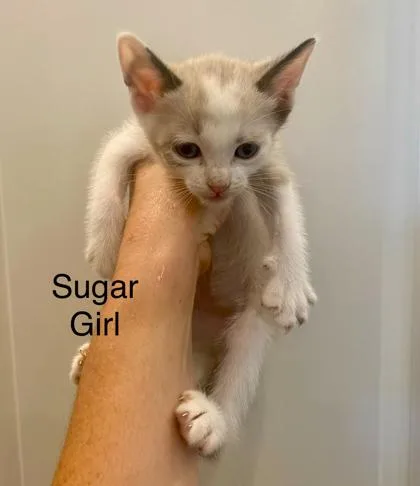 Sugar thumbnail 2