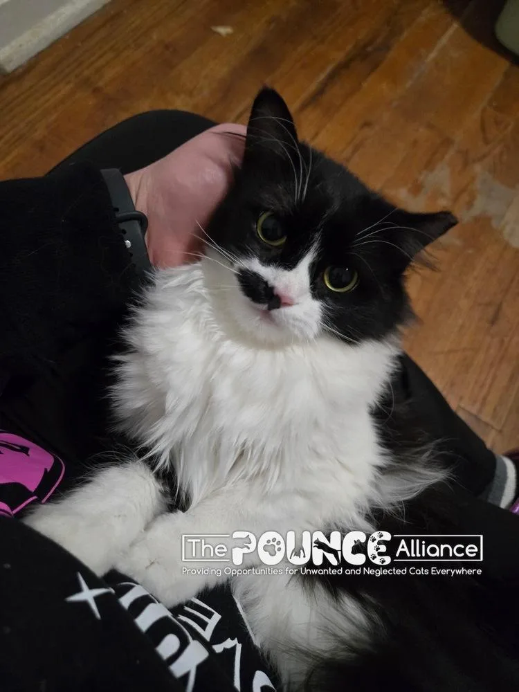 Deja Mew thumbnail 2