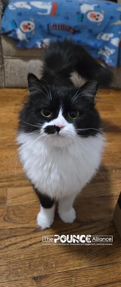 Deja Mew thumbnail 3