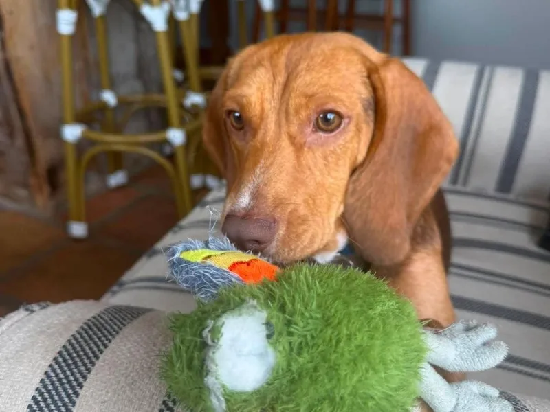 A baby medium-sized male Beagle dog named Willie for adoption in Raleigh, NC