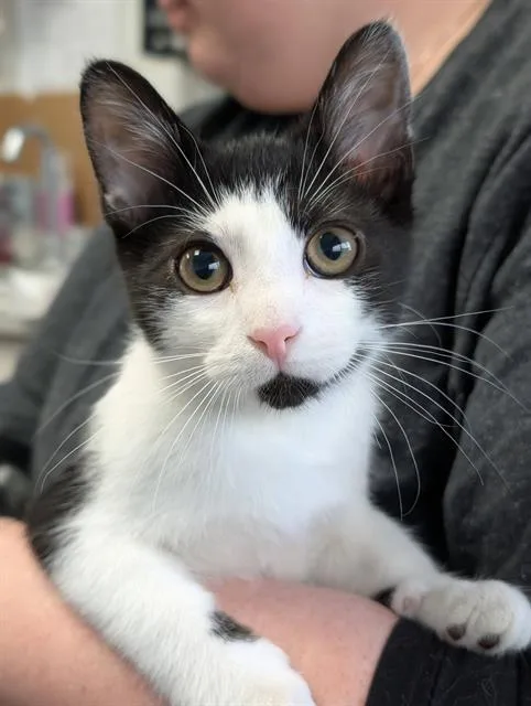 A baby medium-sized male Domestic Short Hair cat named Smudge for adoption in Canfield, OH