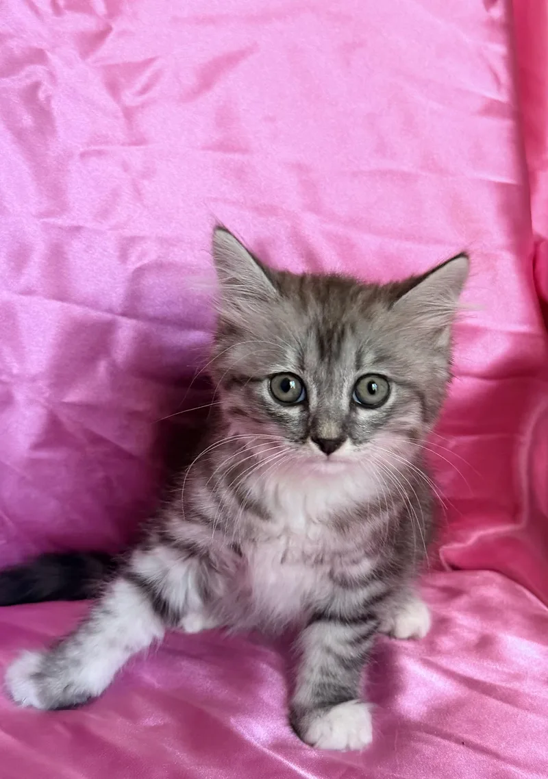 A baby medium-sized female Domestic Short Hair cat named Sally for adoption in Rowland Heights, CA
