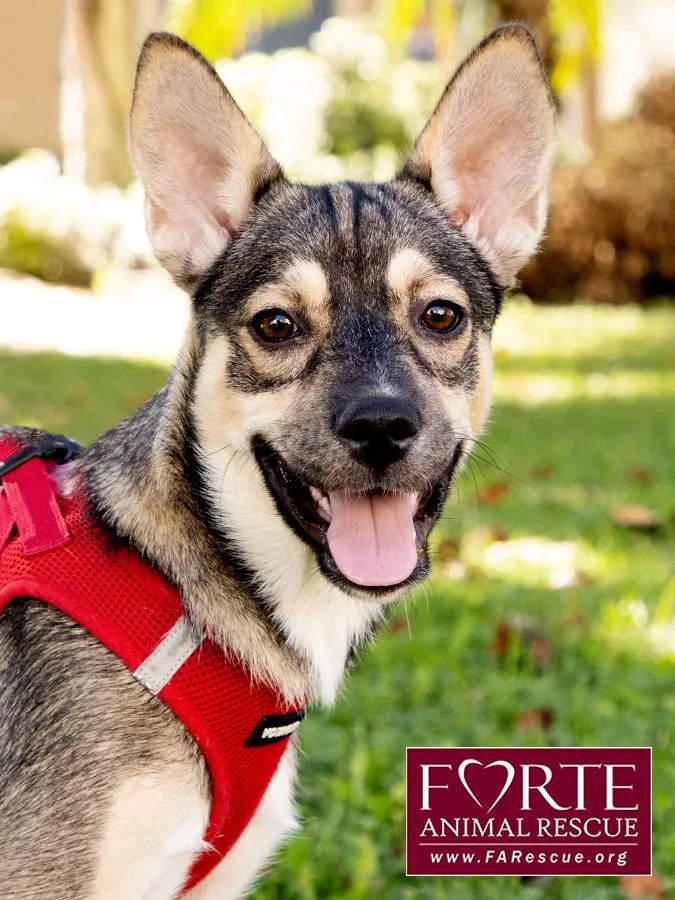 A baby medium-sized female Yellow / Tan / Blond / Fawn Husky dog named Ramona for adoption in Marina del Rey, CA