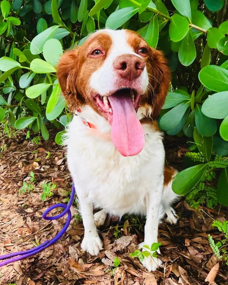 An adult medium-sized female Brittany Spaniel dog named Dolly for adoption in Palm City, FL