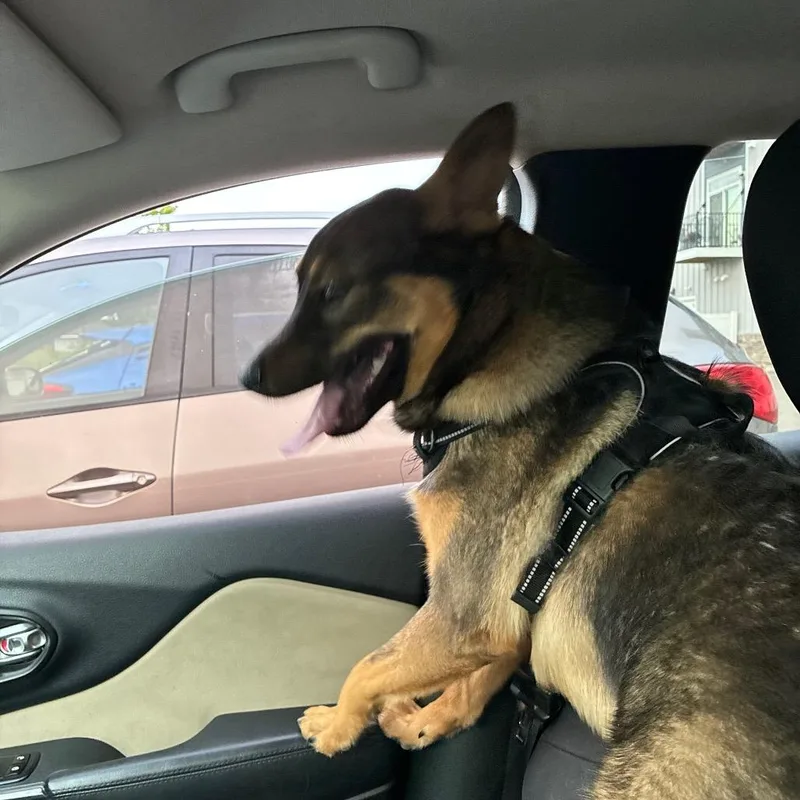 A young small-sized male Black Australian Cattle Dog / Blue Heeler dog named Dodger for adoption in Rochester, MN