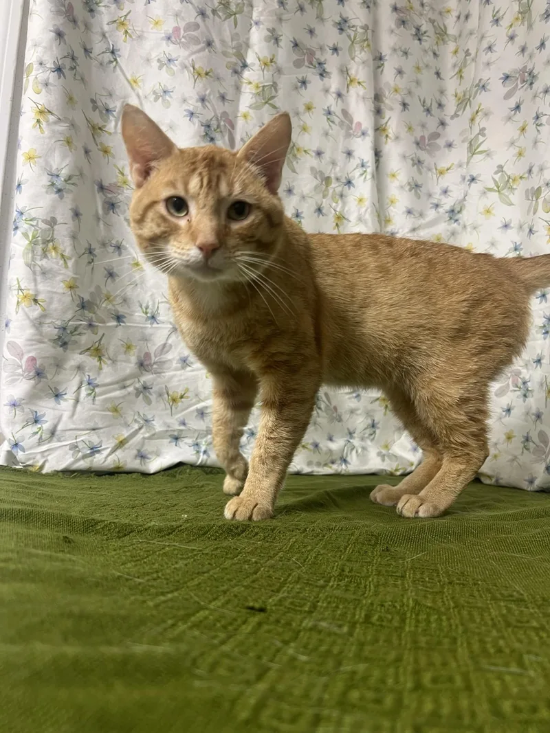 An adult medium-sized male Tabby (Orange / Red) Domestic Short Hair cat named M. B. Wilie for adoption in Upper Sandusky, OH