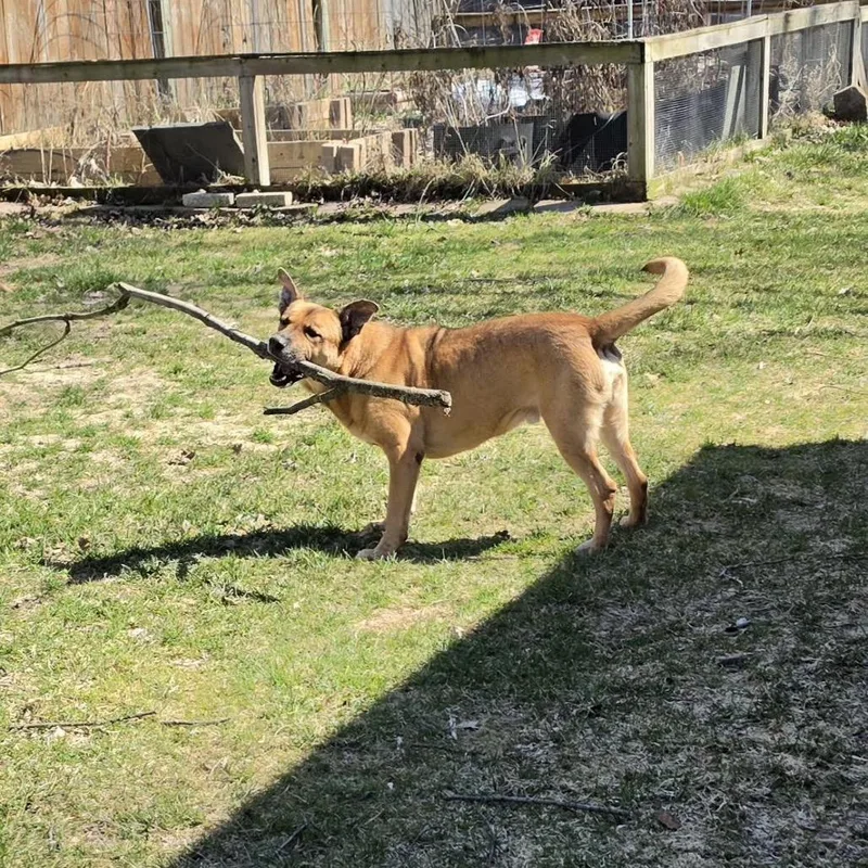 A young large-sized male Yellow / Tan / Blond / Fawn Shepherd dog named Trac for adoption in Ferndale, MI