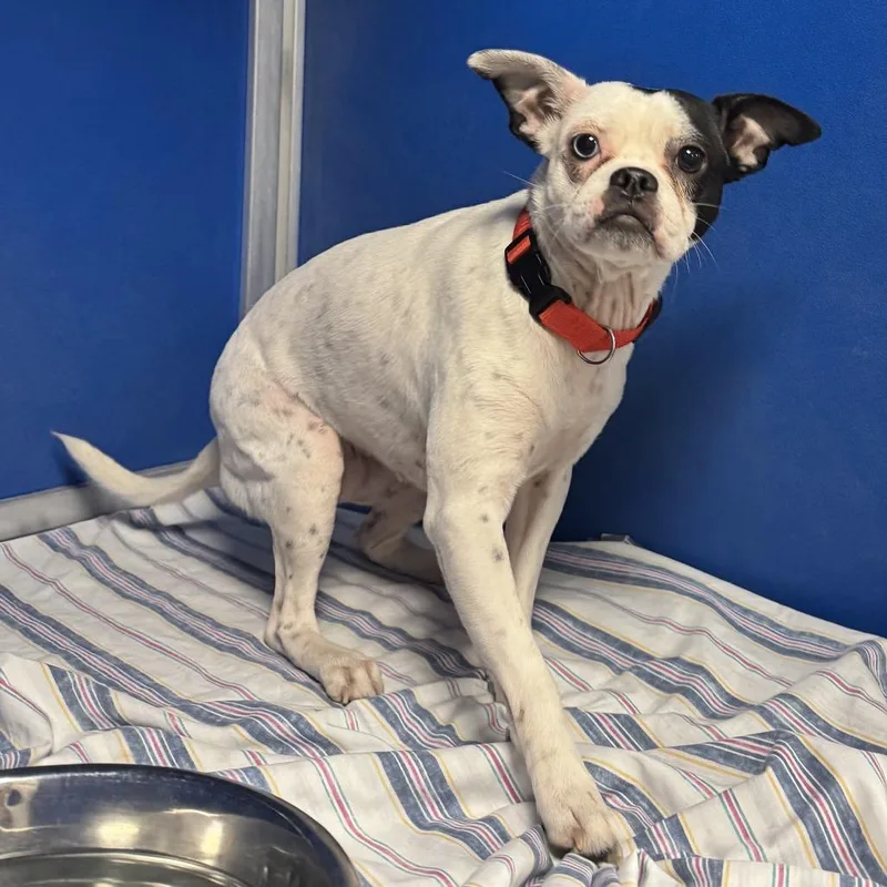 An adult small-sized female White / Cream Mixed Breed dog named Nala for adoption in Las Cruces, NM