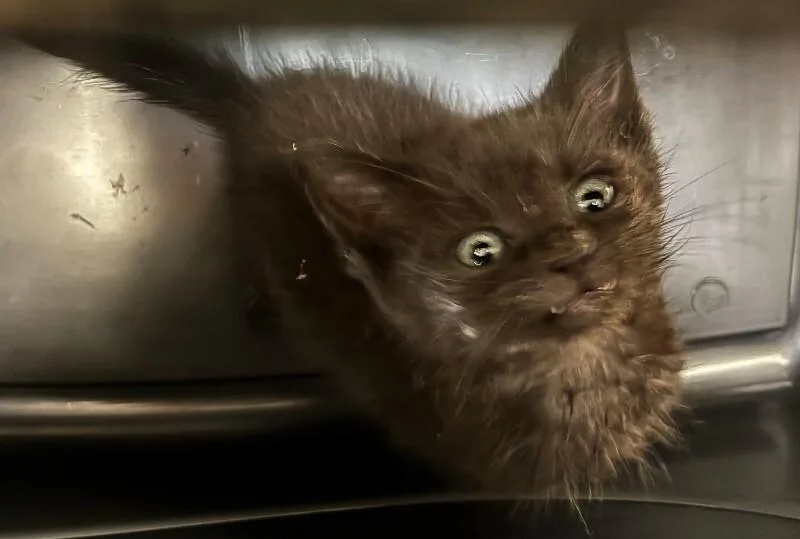 A young small-sized male Black Domestic Short Hair cat named Big Mac for adoption in Cincinnati, OH
