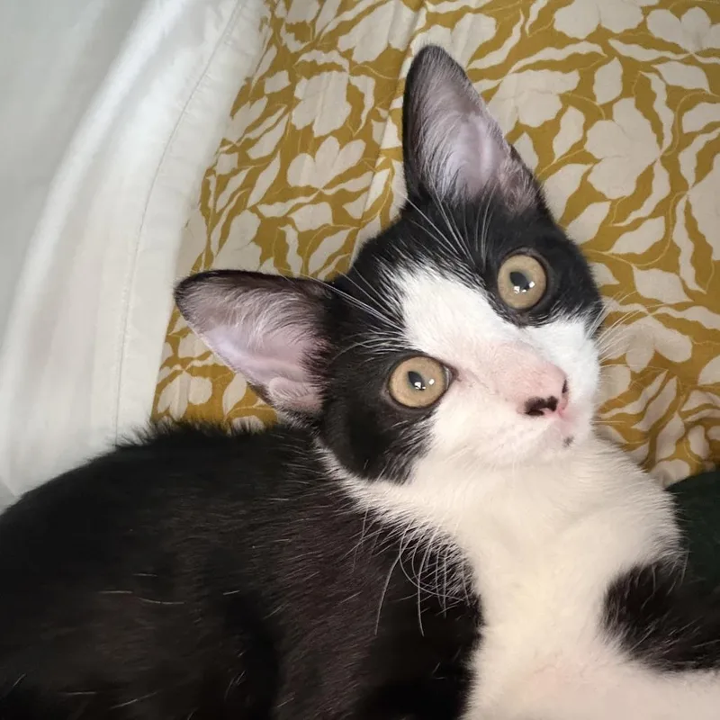 A baby small-sized female Black Domestic Short Hair cat named Zion for adoption in Medina, OH