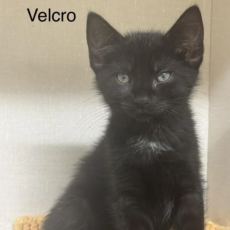 A baby medium-sized male Black Domestic Short Hair cat named Velcro for adoption in Ulster, PA
