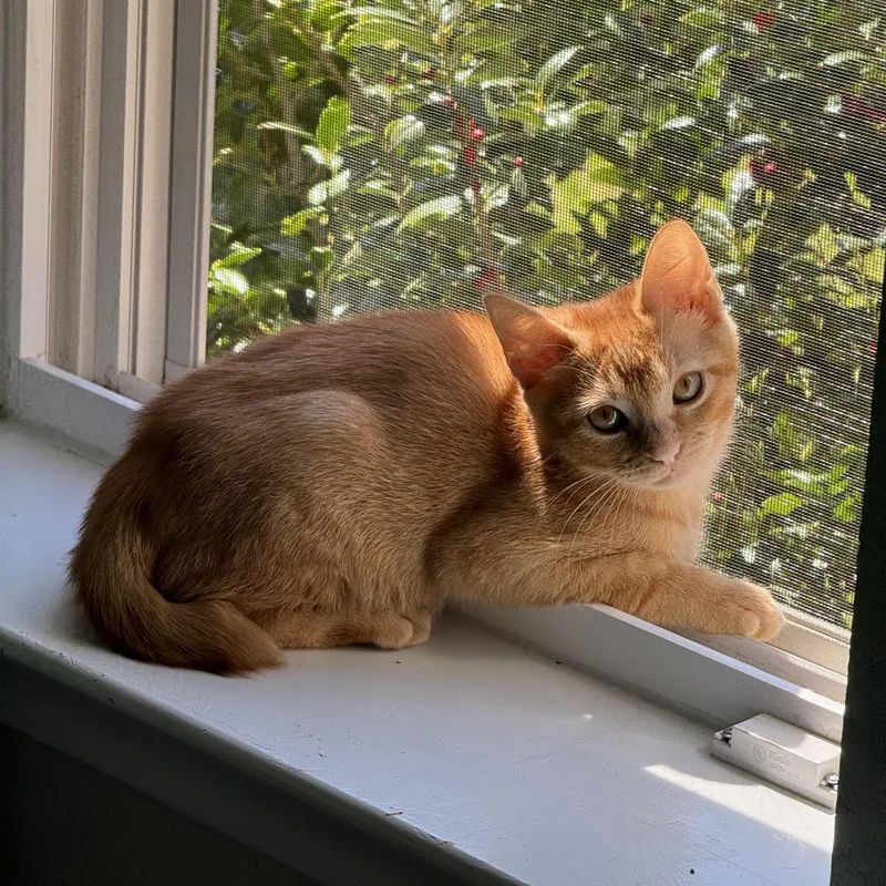 A baby medium-sized female Orange / Red Domestic Short Hair cat named Wasabi for adoption in Houston, TX