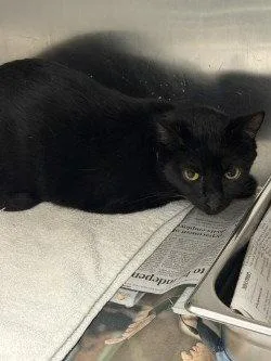 An adult medium-sized male Black & White / Tuxedo Domestic Short Hair cat named CA  Fable for adoption in Glen Allen, VA