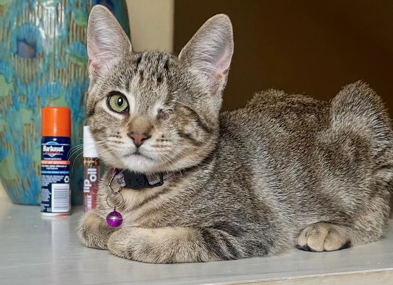 A young medium-sized female Gray & White American Shorthair cat named Mabelle for adoption in Houston, TX