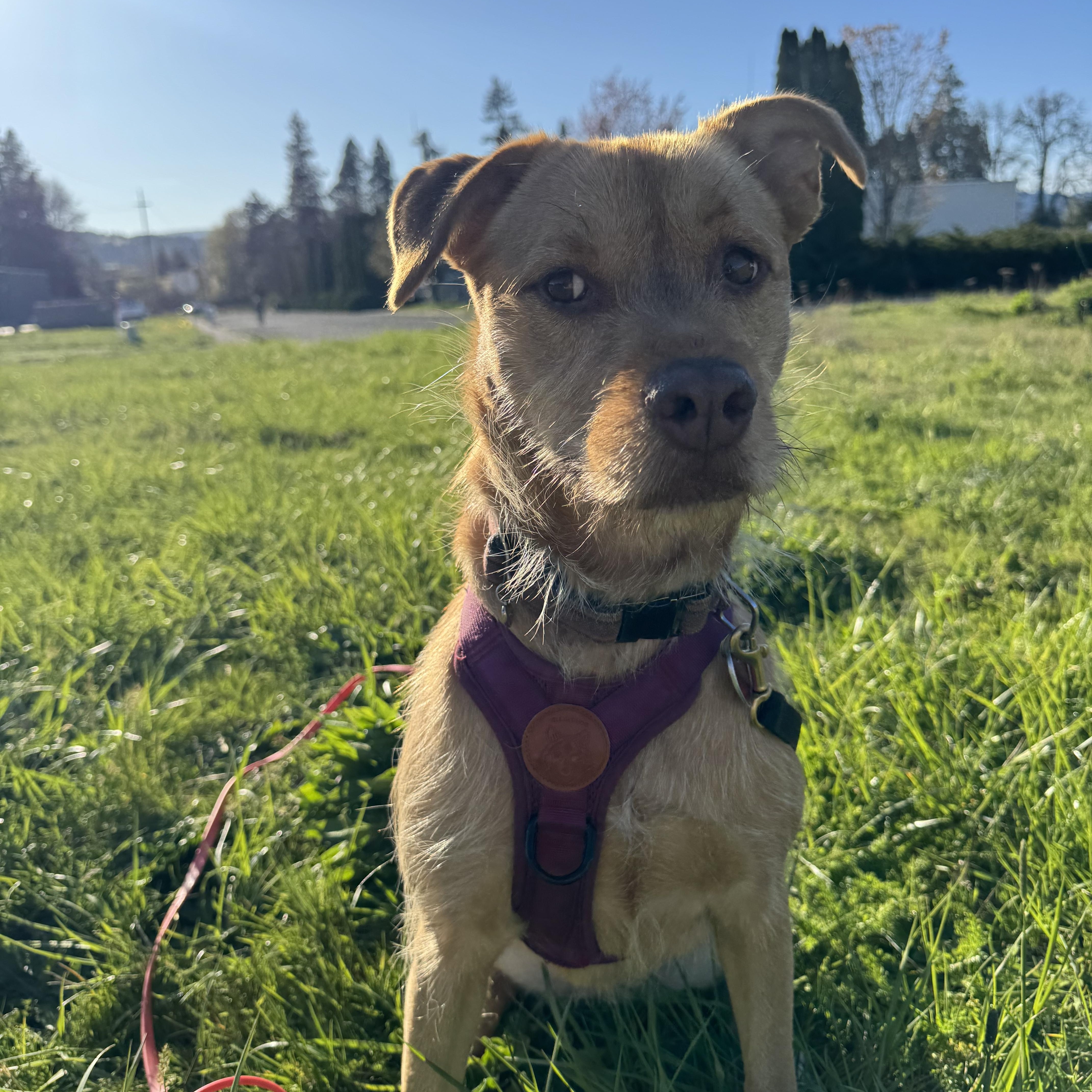 An adult medium-sized female Apricot / Beige Terrier dog named Zuma for adoption in Hood River, OR