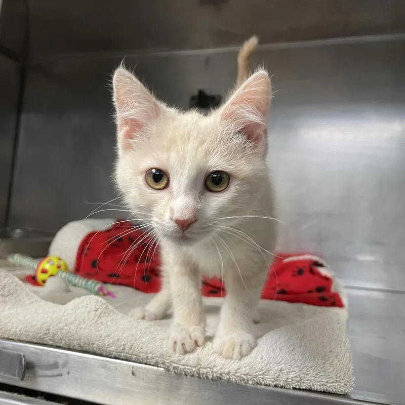 A baby small-sized female Orange / Red Domestic Short Hair cat named Honey for adoption in San Jacinto, CA