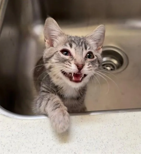 A baby small-sized female Domestic Short Hair cat named Charm for adoption in Louisville, KY