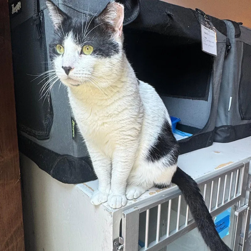 An adult medium-sized male Black & White / Tuxedo Domestic Short Hair cat named Flat Cat for adoption in Brooklyn, NY