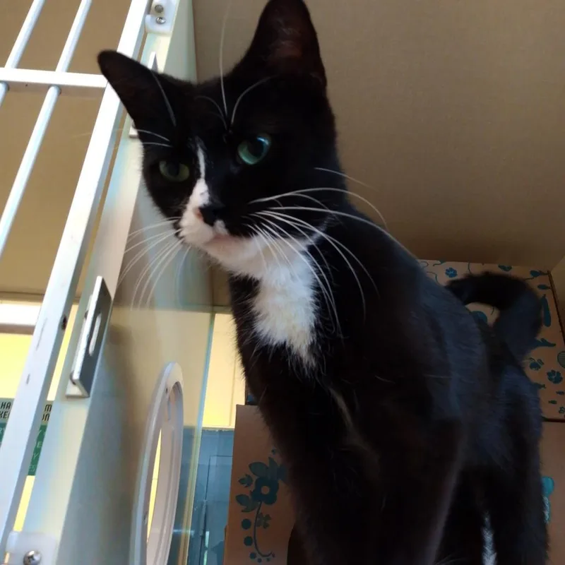 A senior medium-sized female Black Domestic Short Hair cat named Clara for adoption in West Olive, MI