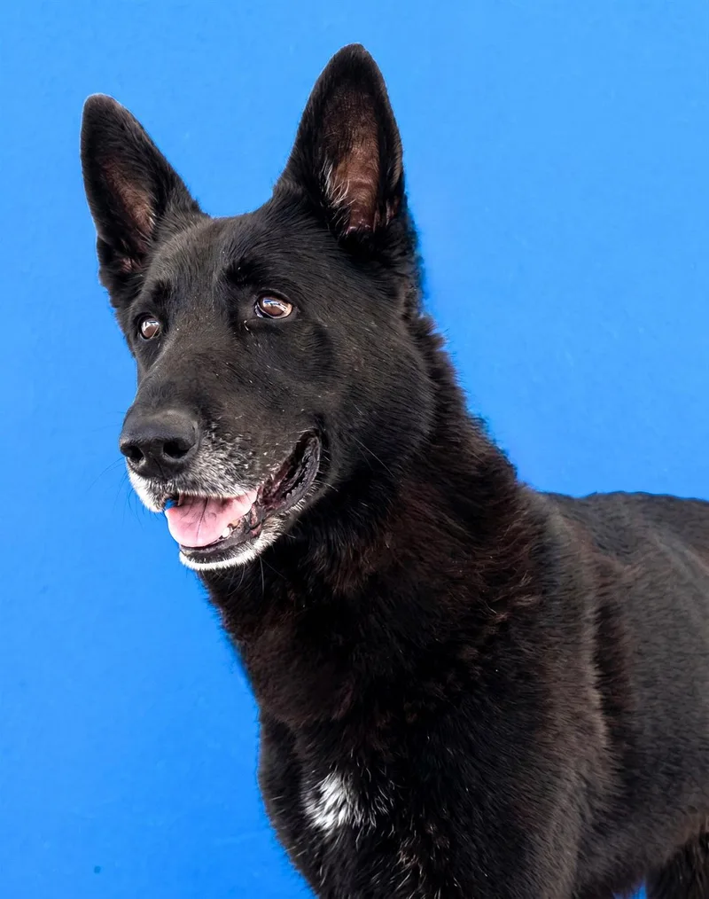 An adult large-sized male German Shepherd Dog dog named Nate for adoption in Pasadena, CA