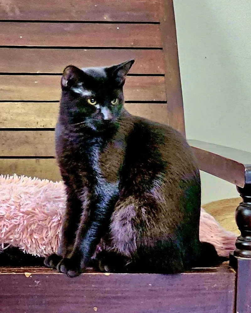 Dr. Pepper The Kat!!