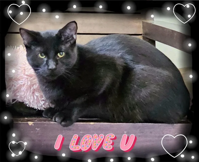 Dr. Pepper The Kat!! thumbnail 2