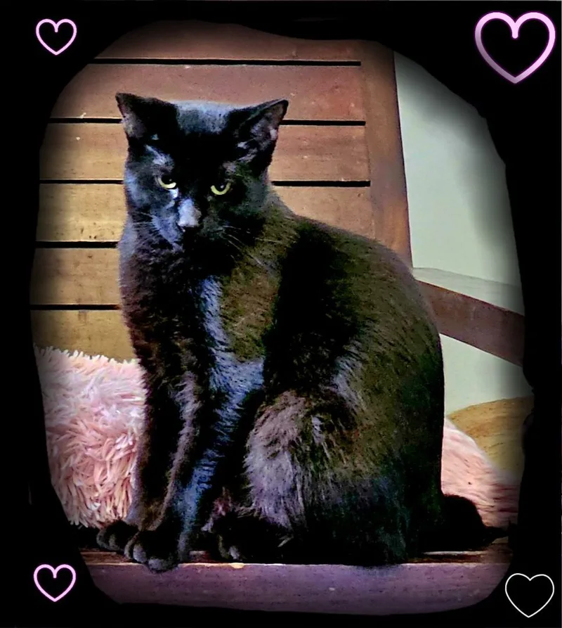 Dr. Pepper The Kat!! thumbnail 3